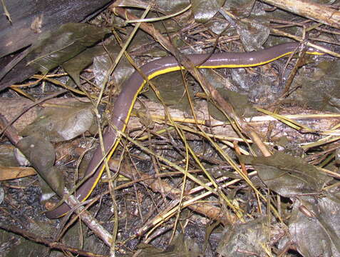 Image of Koa Tao Island Caecilian