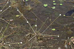 Image de Eriocaulon lineare Small