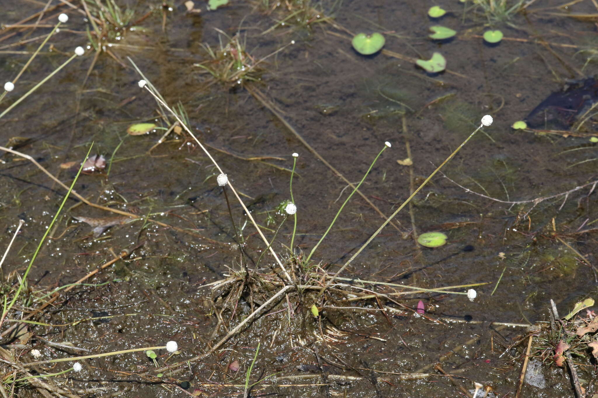 Image de Eriocaulon lineare Small