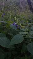 Imagem de Salvia caudata Epling