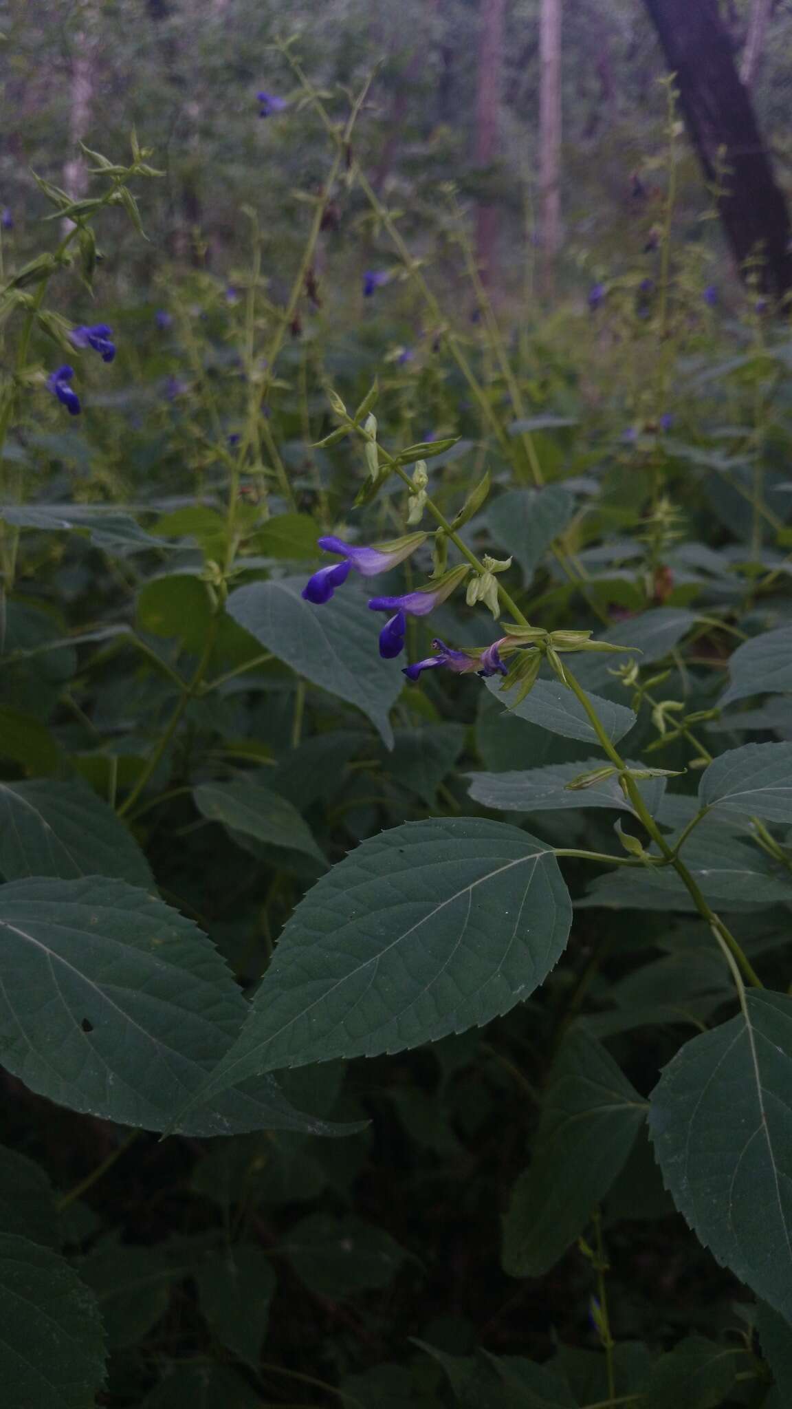 Imagem de Salvia caudata Epling