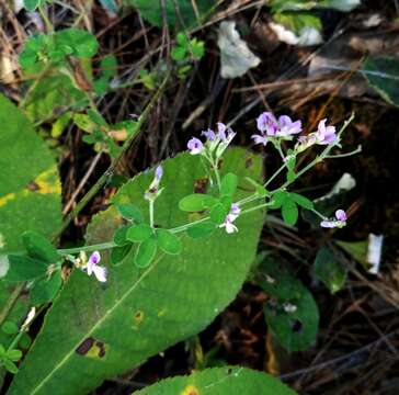 Image de Lespedeza procumbens Michx.