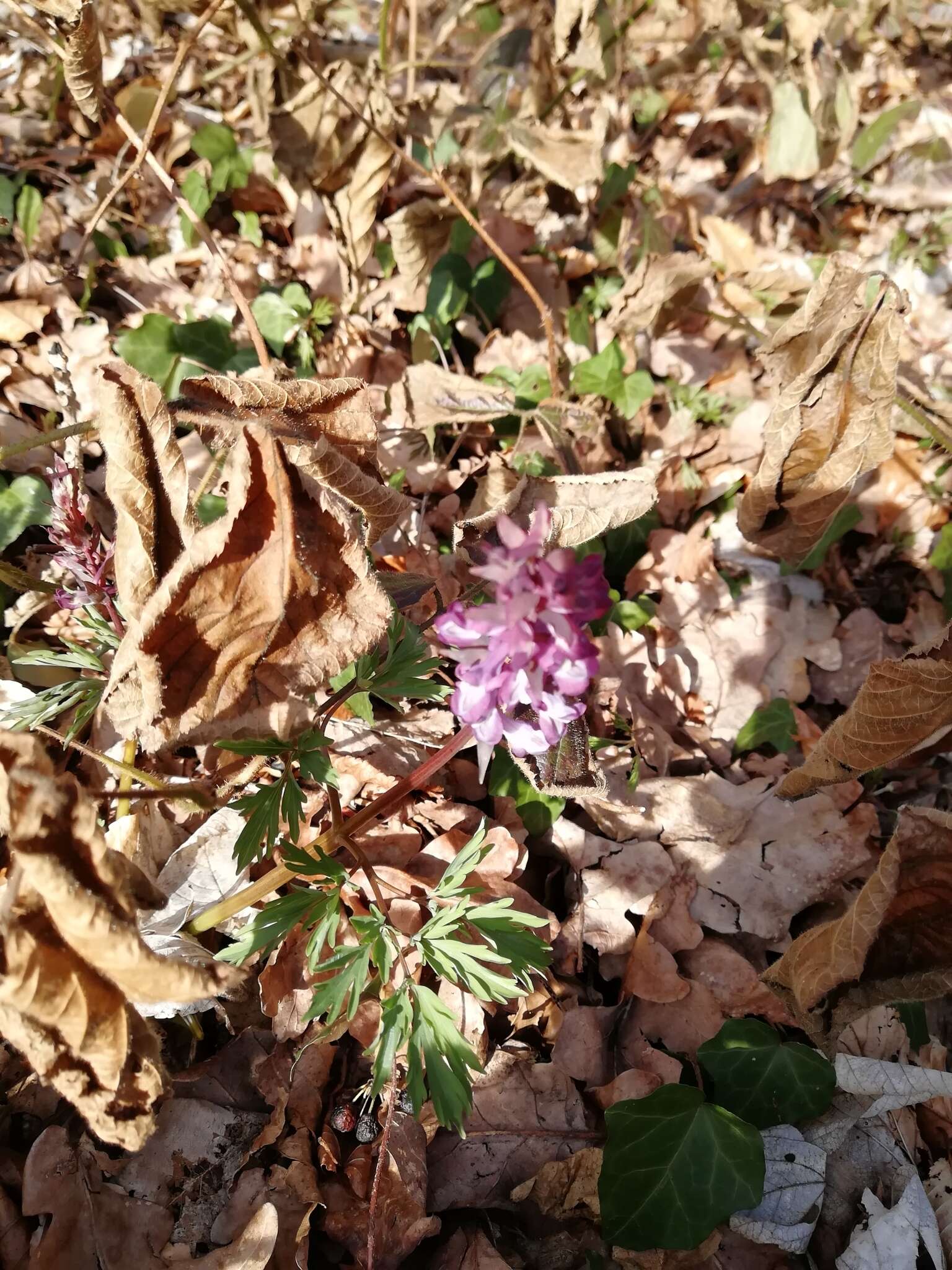 Слика од Corydalis cava (L.) Schweigger & Koerte