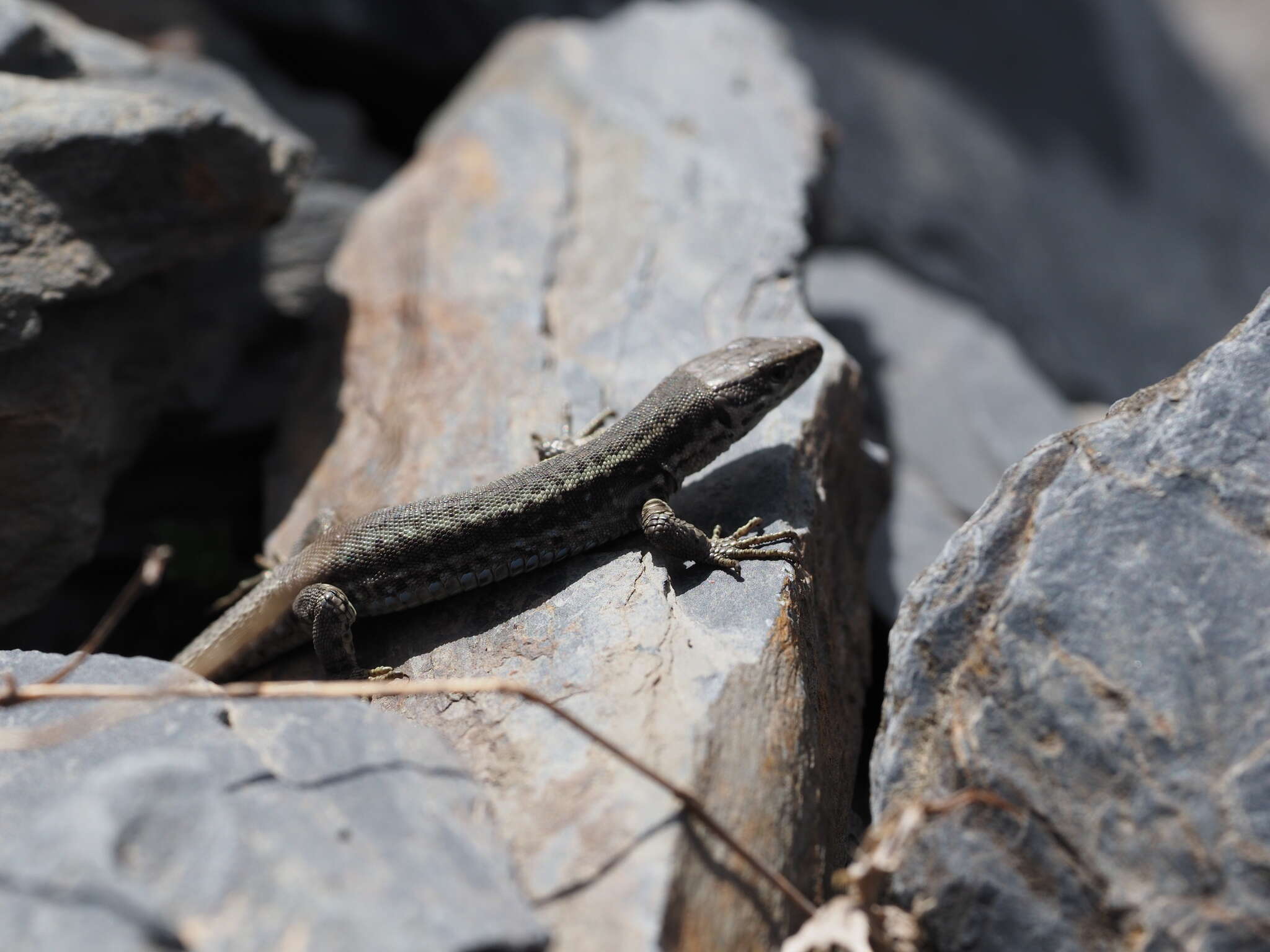 Image of Caucasian lizard