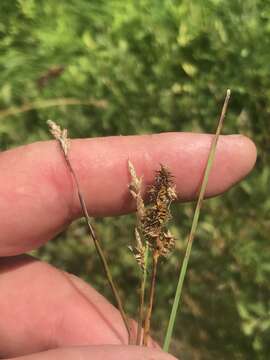 Imagem de Carex sterilis Willd.