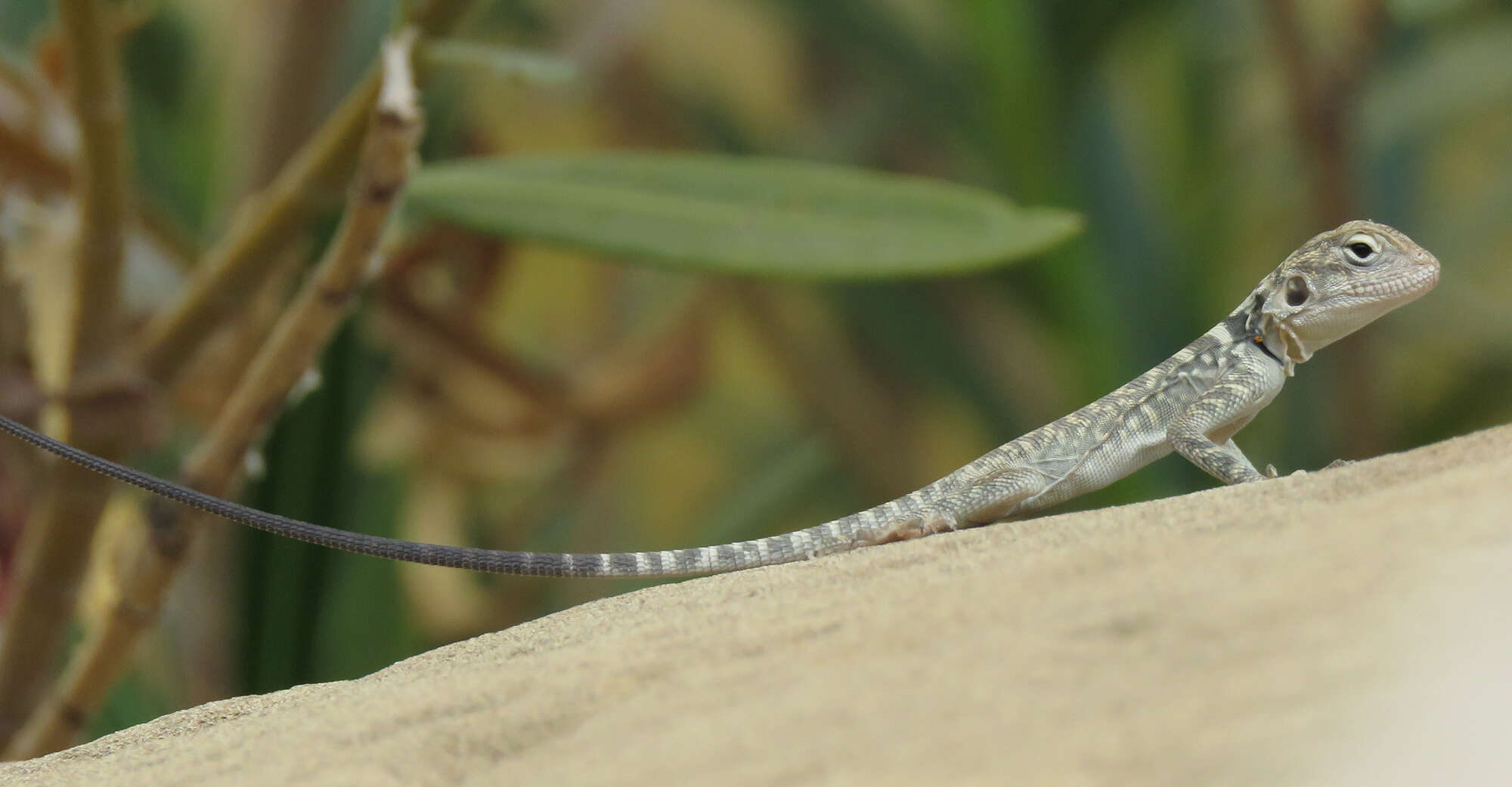 Image of Caucasian Agama