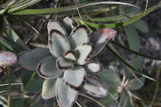 Image of Kalanchoe tomentosa Baker