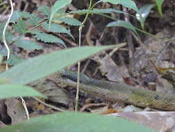 Image of Big-eyed mountain keelback