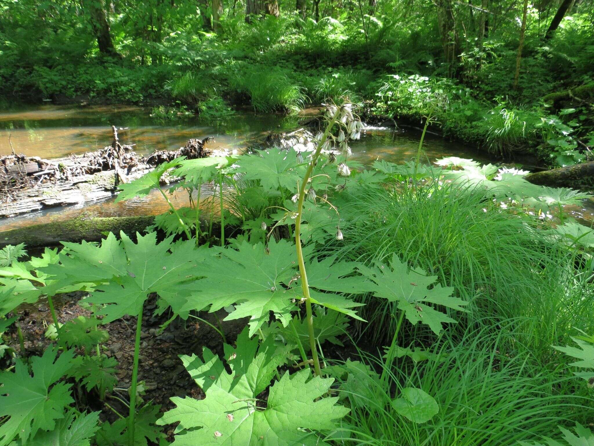 Petasites tatewakianus Kitam.的圖片