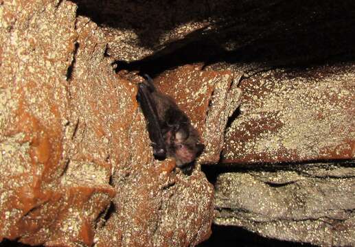 Image of Daubenton's Bat