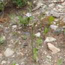 صورة Silene drummondii subsp. striata (Rydberg) J. K. Morton