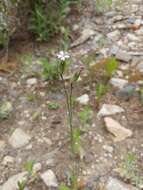 Imagem de Silene drummondii subsp. striata (Rydberg) J. K. Morton