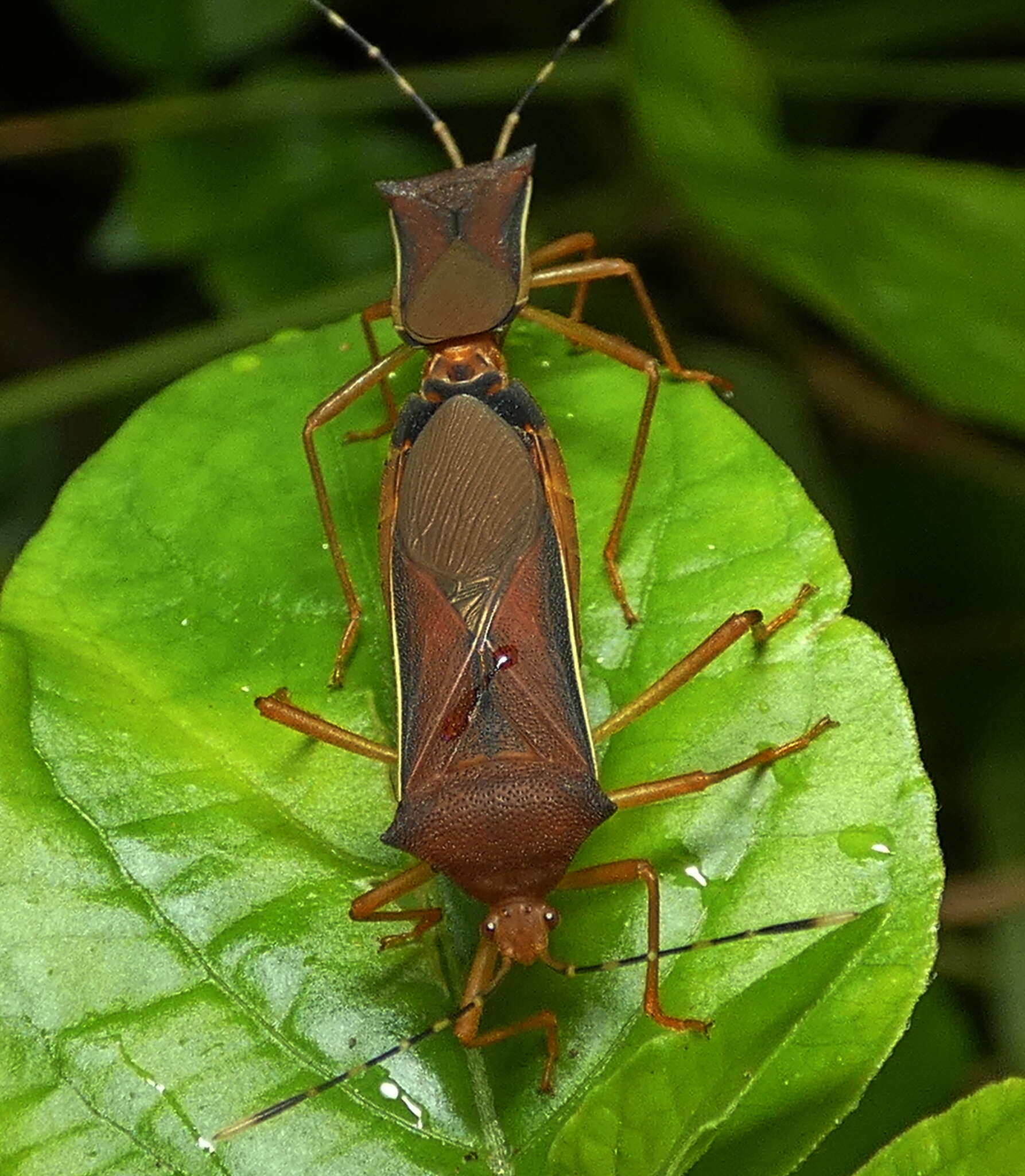 صورة Anasa varicornis (Westwood 1842)