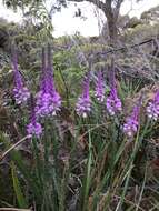 Image of Liniment Plant