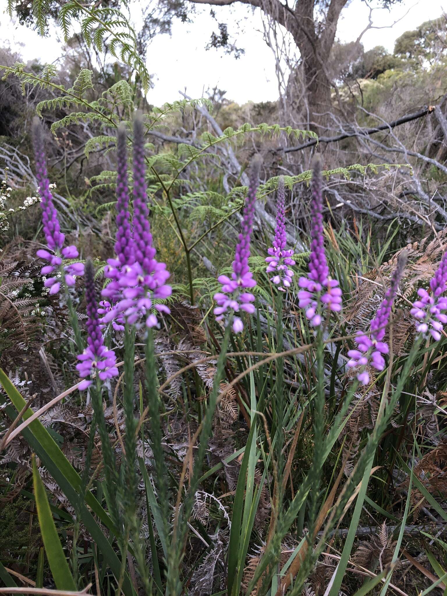 Image of Liniment Plant