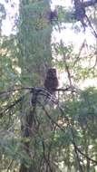 Image of Spotted Owl