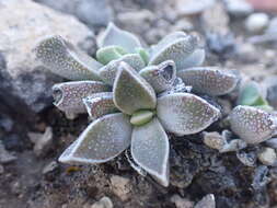 Image of Rhombophyllum rhomboideum (Salm-Dyck) Schwant.