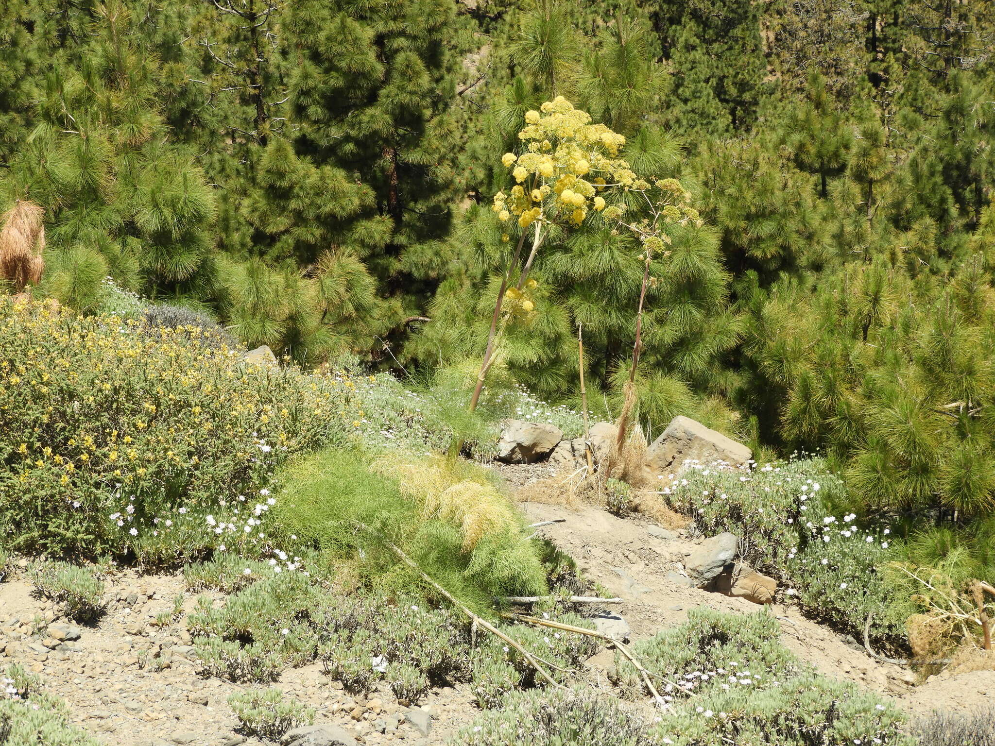 Image of Ferula communis subsp. linkii (Webb) Reduron & Dobignard