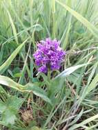 Image of Northern Marsh-orchid