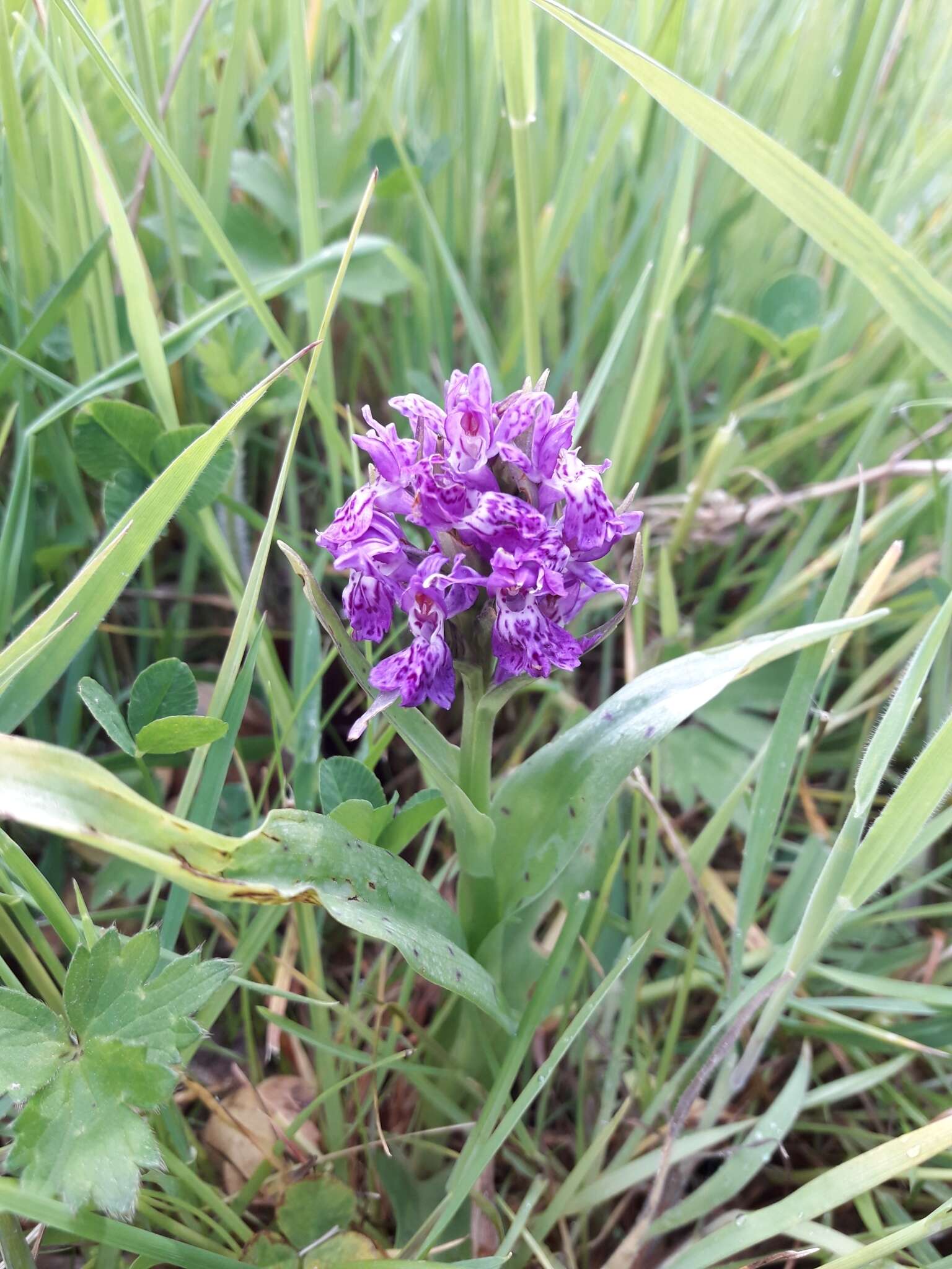 Image of Northern Marsh-orchid