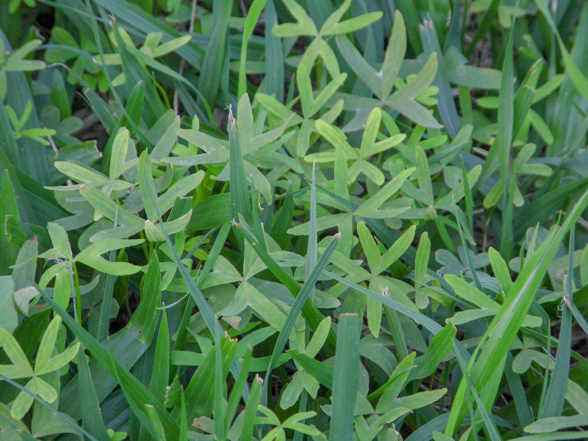 Image of Oxalis bipartita A. St.-Hil.