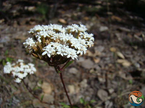 Image of Stevia origanoides Kunth