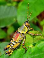 Image of Elegant Grasshopper