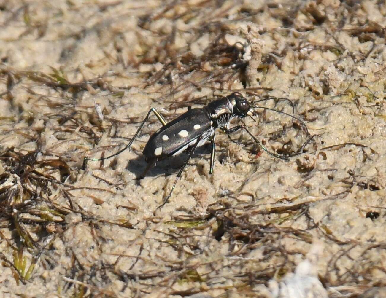 Image of Cicindela (Cicindelidia) ocellata rectilatera Chaudoir 1843