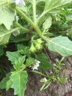 Image of hoe nightshade