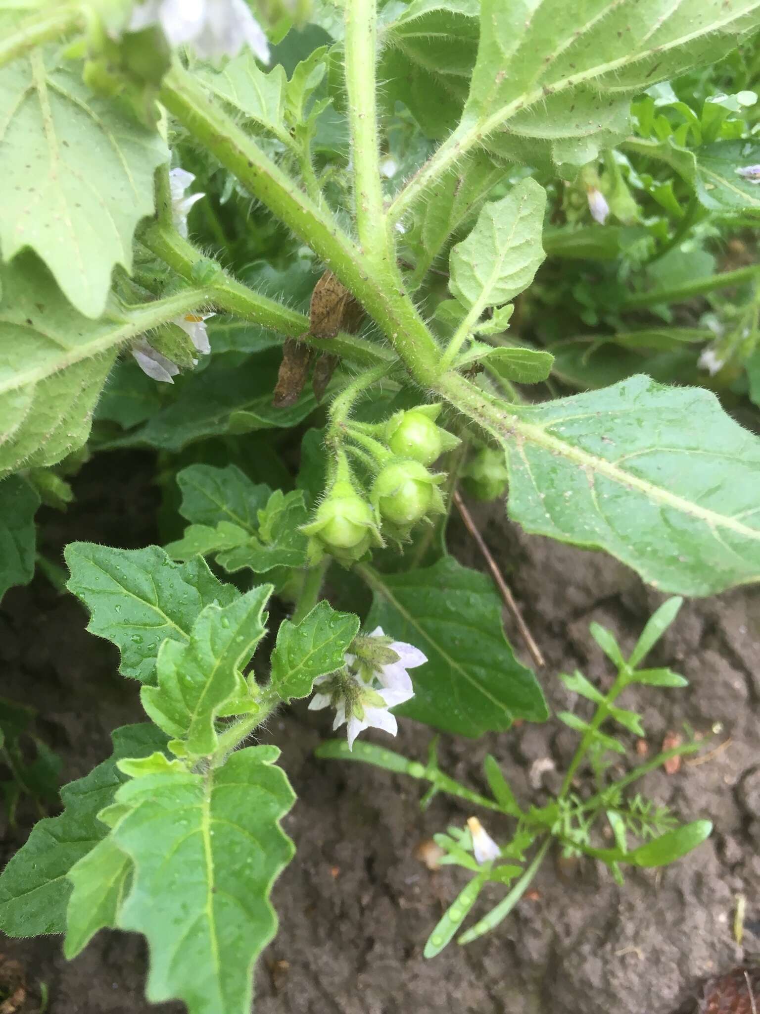 Image of hoe nightshade