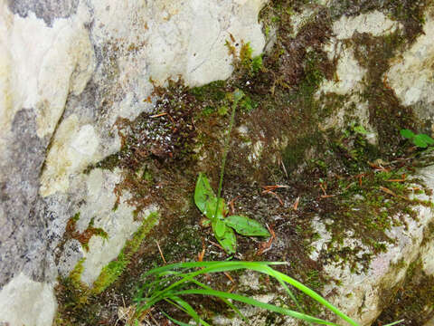 Image of Pinguicula vallis-regiae F. Conti & Peruzzi