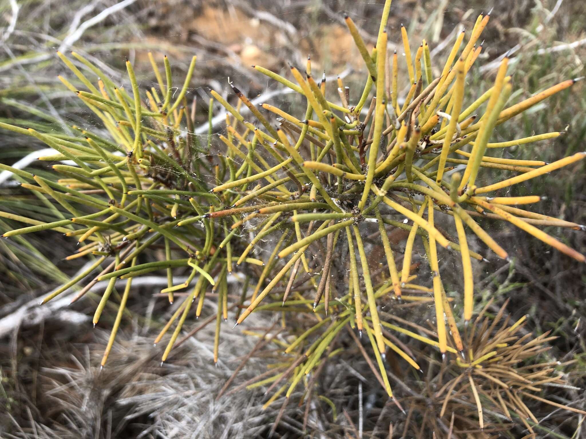 Image of Hakea vittata R. Br.