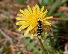 Image de Chrysotoxum vernale Loew 1841