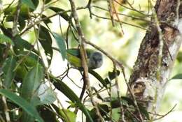 Image of Black-headed Tanager