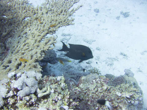 Image of Bicolor damselfish