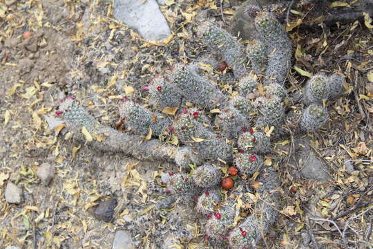 Image of Mammillaria sphacelata subsp. sphacelata