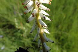 Image of Kniphofia buchananii Baker