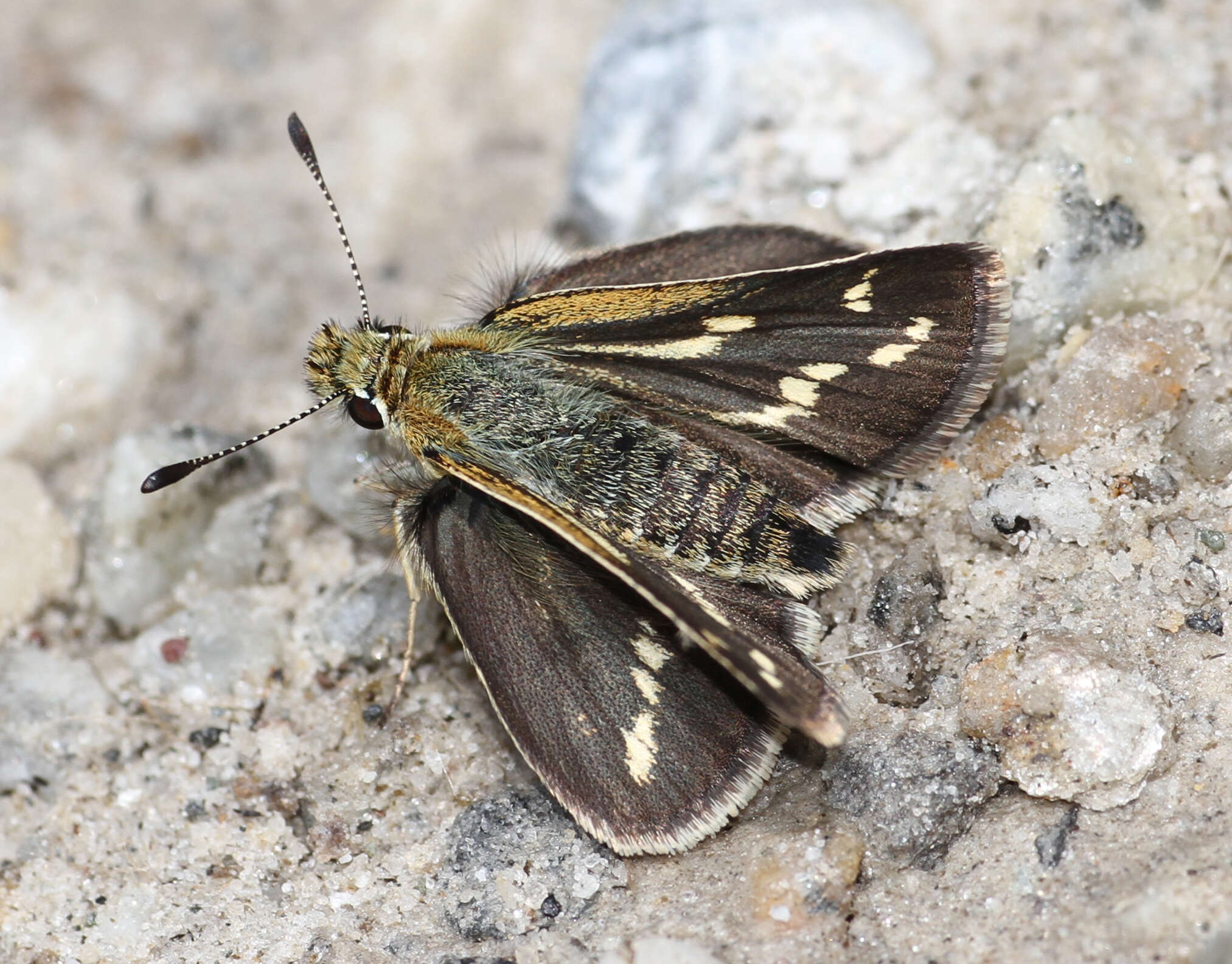 Image of Taractrocera danna Moore 1865