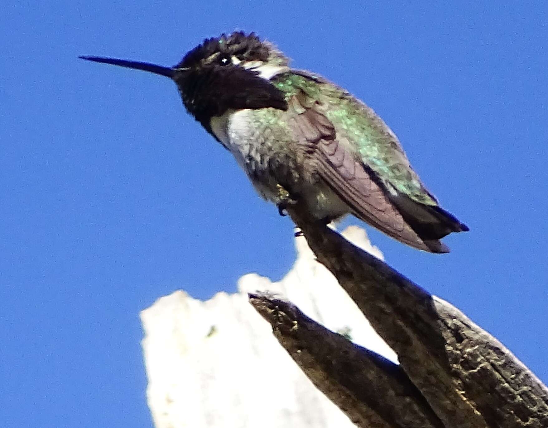 Image of Calypte Gould 1856