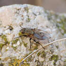 Sivun Anthomyia liturata (Robineau-Desvoidy 1830) kuva