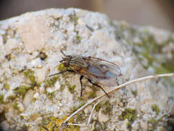 Anthomyia liturata (Robineau-Desvoidy 1830)的圖片