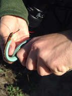 Image of Thamnophis sirtalis infernalis (Blainville 1835)