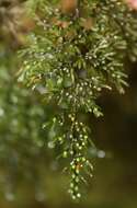 Image de Hymenophyllum villosum Col.