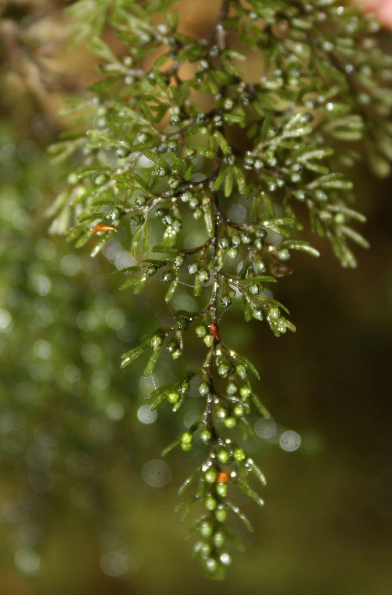 Image de Hymenophyllum villosum Col.