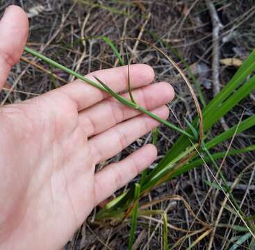 Image of Bartram's Rose-Gentian