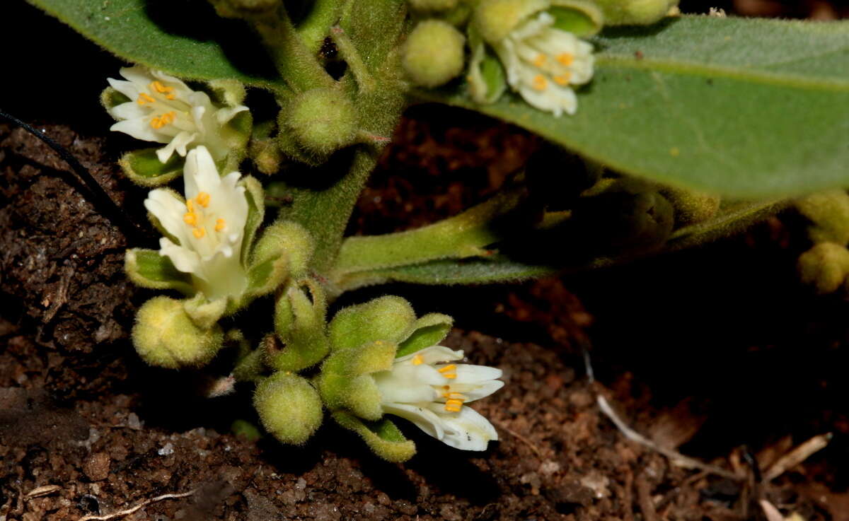 Image of Dichapetalum cymosum (Hook.) Engl.