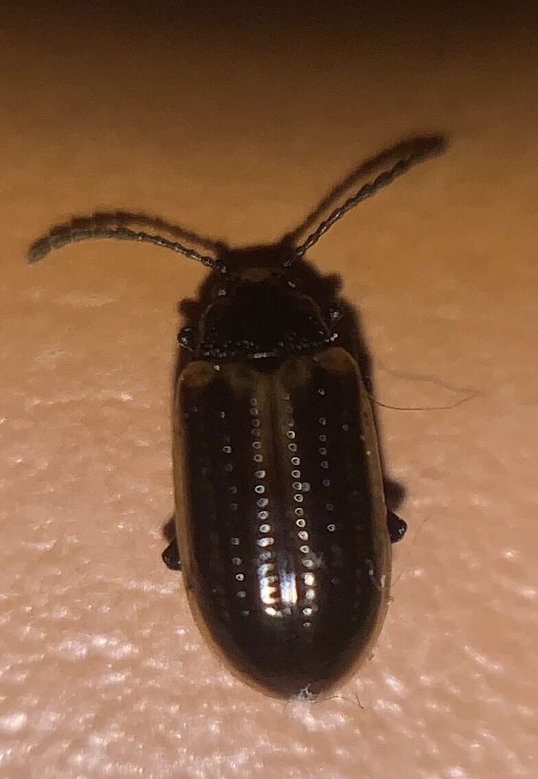 Image of Yellow-margined Leaf Beetle