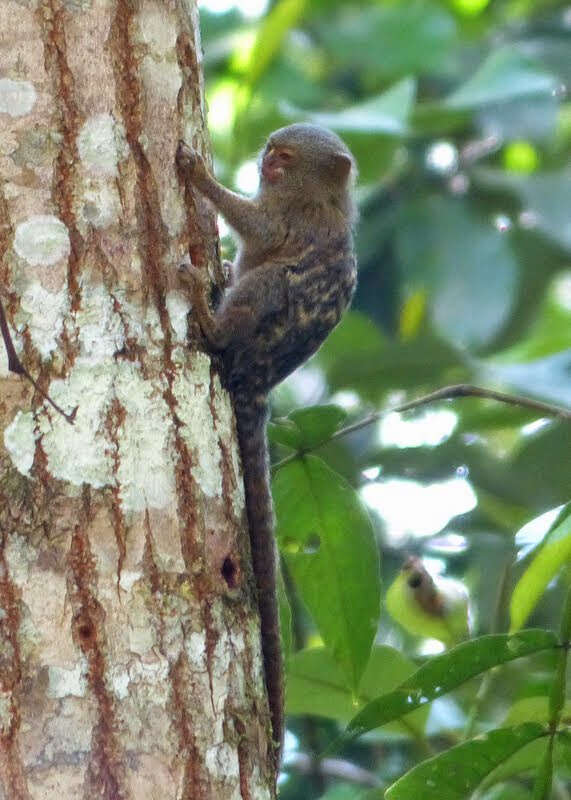 Image of pygmy marmoset