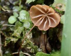 Image of Marasmius pulcherripes Peck 1872