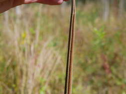 Image of Butler's Garter Snake